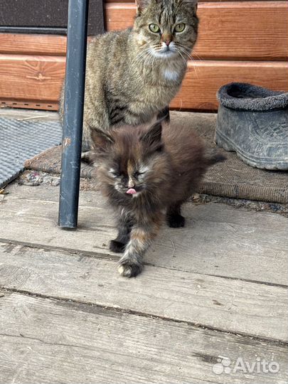 Котята 1,5 месяца
