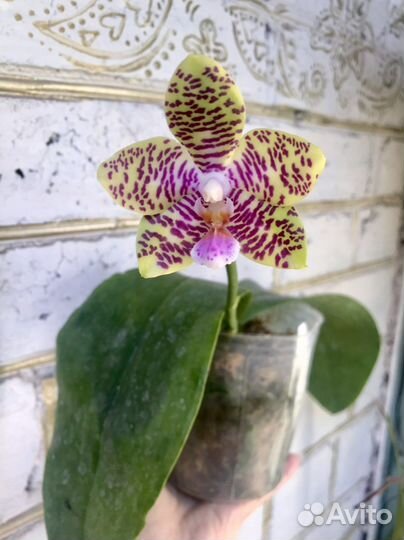 Орхидея коллекционная Friday's Princess фаленопсис
