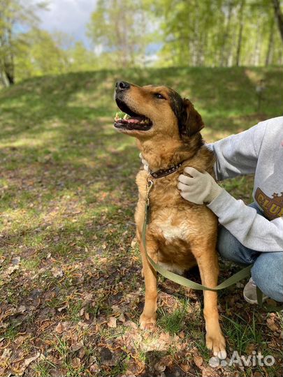 Добрый пёс ищет дом