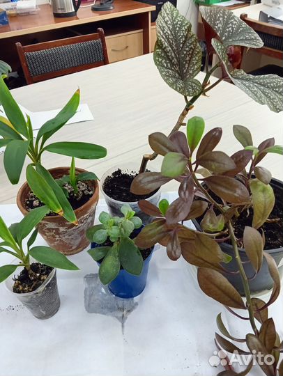 Цветы комнатные