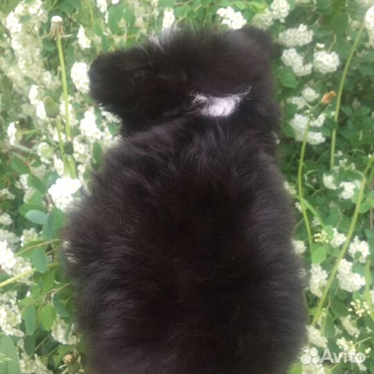 Эксклюзивный микро Тэдди Тиффани