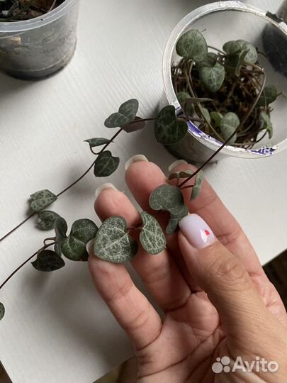 Церопегия Вуда