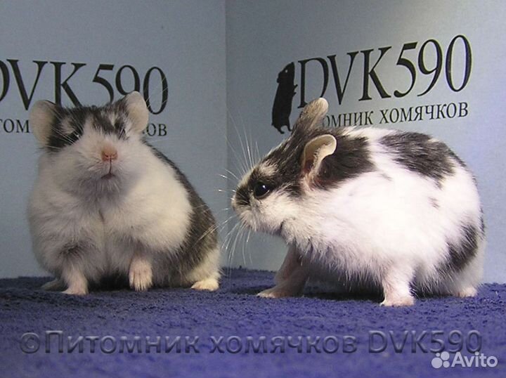 Хомячок, Новая клетка, Опилки, Корм, Доставка