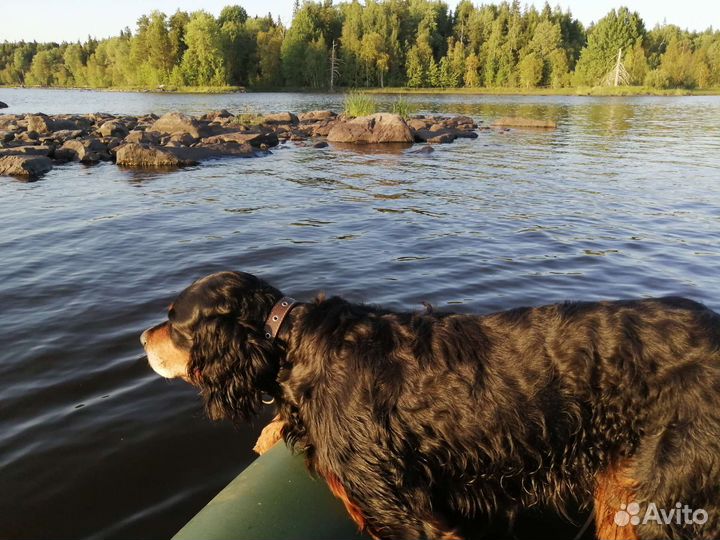 Шотландский сеттер