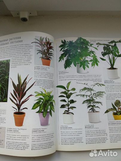 Комнатные растения справочник