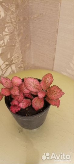 Комнатные растения цветы