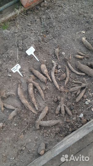 Георгин бум бум вайт