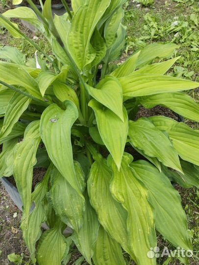 Хосты и астильбы