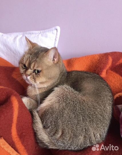 Британский кот вязка