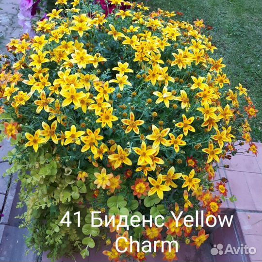 Гвоздика ампельная,остеоспермум,брахикома,биденс