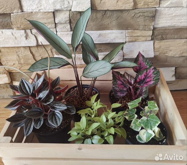 Аглаонема, филодендрон, ктенанта, пеперомия и др