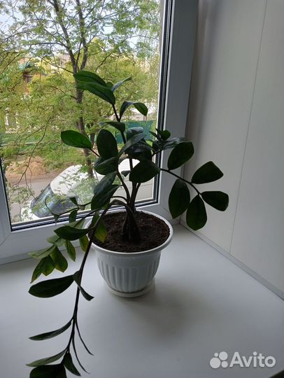 Комнатные цветы