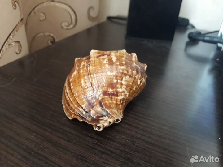 Ракушка морская