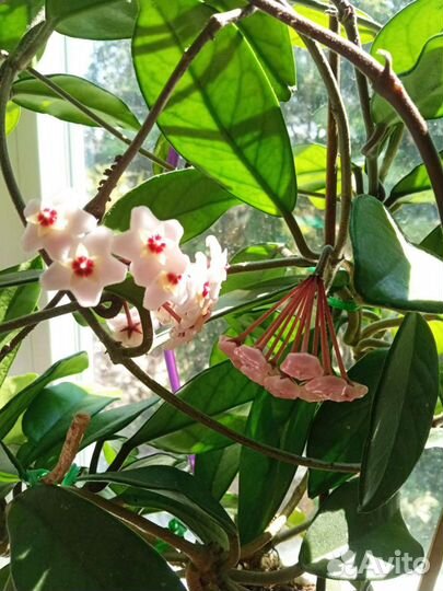 Хойя, Герань королевская