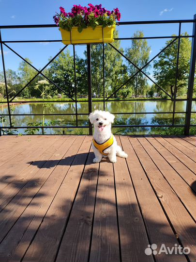 Предлагается для вязок кобель мальтийской болонки