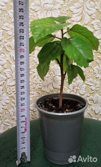 Гибискус махровый, розовый (китайская роза)