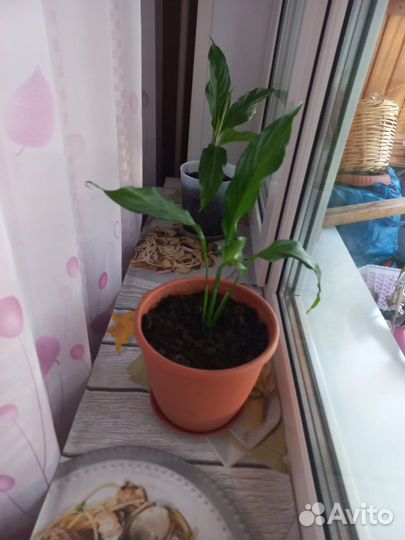 Растение женское счастье, цветок