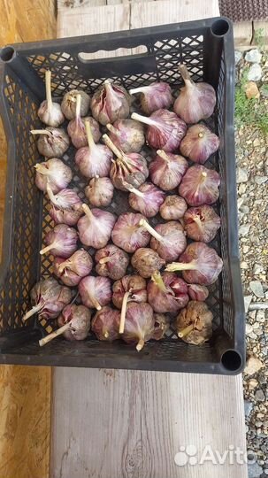 Зимний чеснок на рассаду