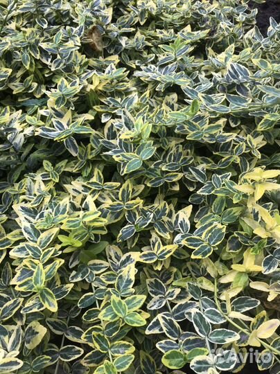 Бересклет, хризантема мультифлора