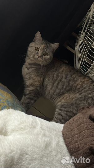 Кошки