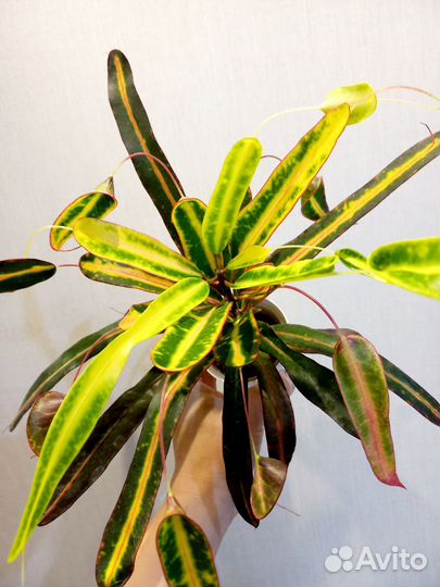 Кодиеум (кротон). Комнатные цветы, растения