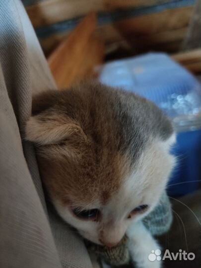 Вислоухие котята