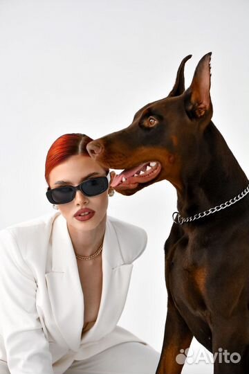 Доберман для фотосесси