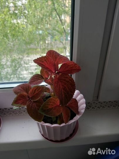 Цветы. Колеус (крапивка)