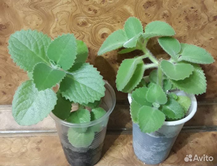 Плекрантус - душистая комнатная мята, тимьян