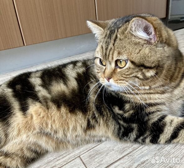 Кот для вязки, шотландский, прямоухий