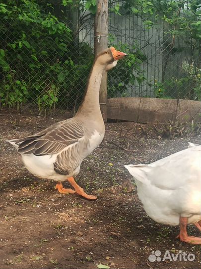 Холмогорские гуси