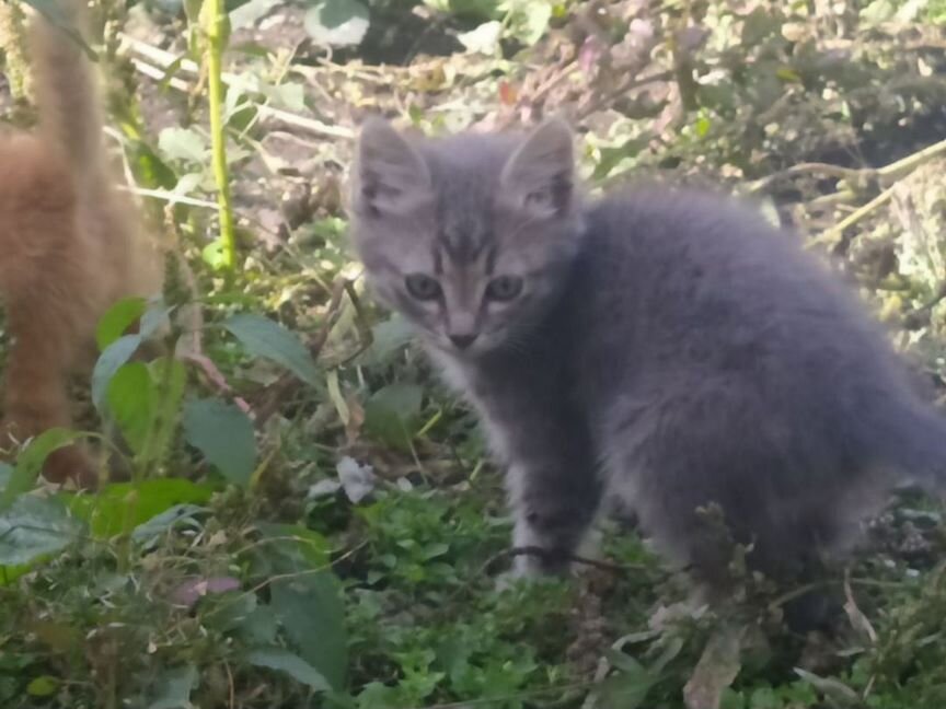 Котята в добрые руки бесплатно