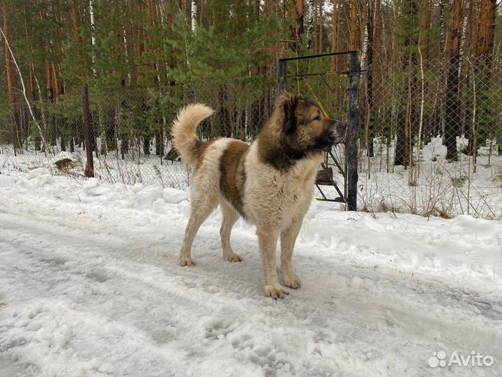 Вязка кавказская овчарка