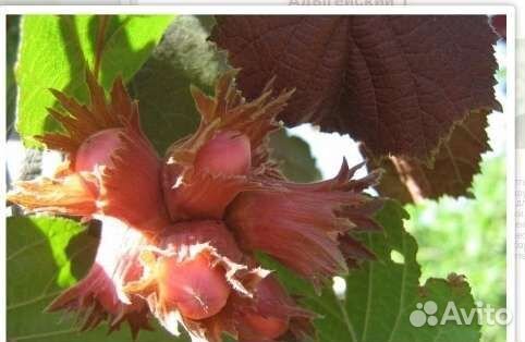 Гортензии,мордовник, синюха, волжанка,фундук