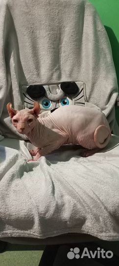 Отдам кота в добрые руки