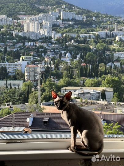 Канадский сфинкс