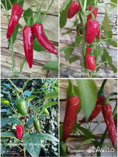 Семена острый перец Jalapeno, Халапеньо