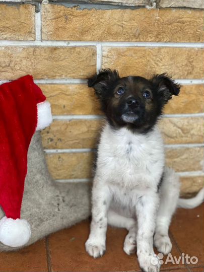 Щенки в добрые руки