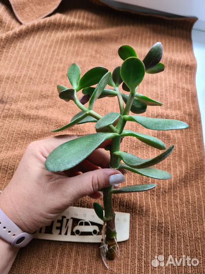 Толстянка. Каланхоэ