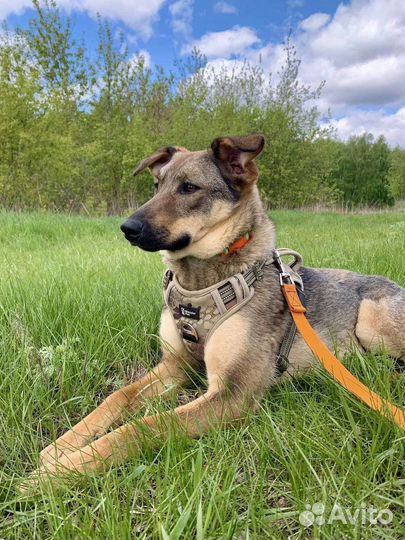 Солнечная собака из приюта