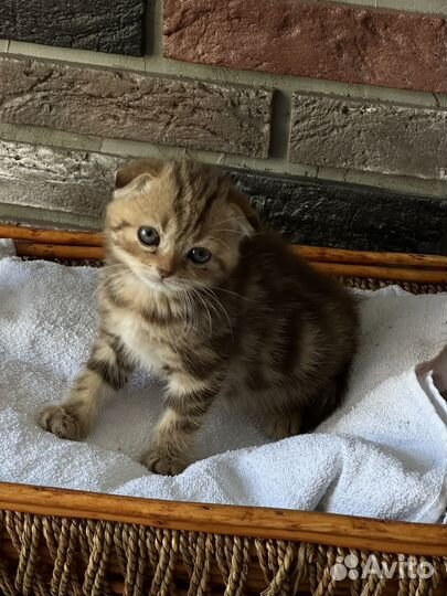 Шотландские скоттиш-фолд и страйт котята