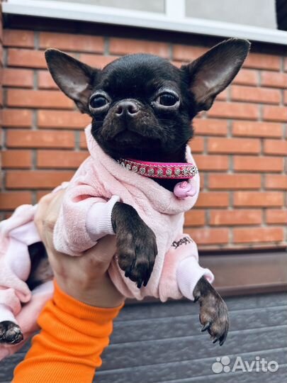 Супер мини чихуахуа