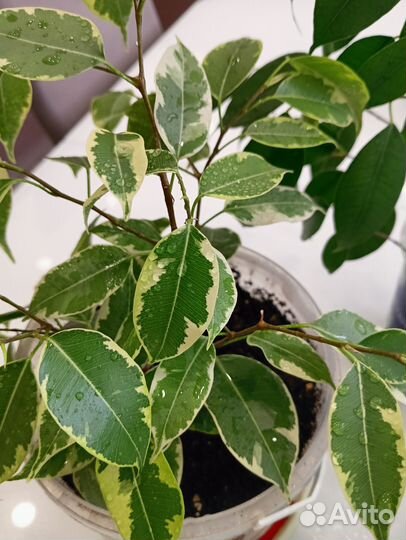Фикус бенджамина