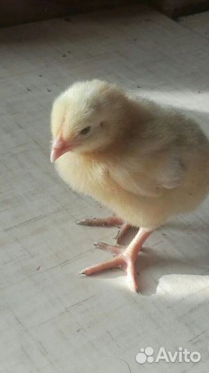 Суточный и подрощенный бройлер кобб 500