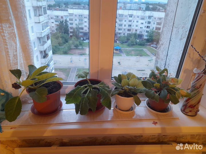 Комнатные цветы