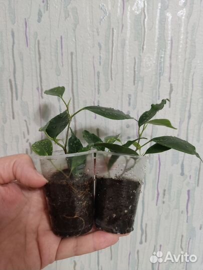 Фикус бенджамина, сорт Анастасия