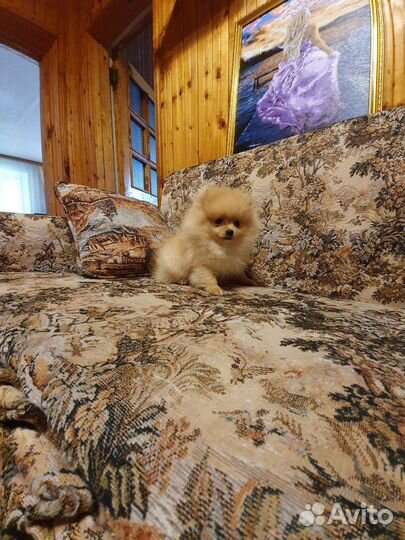 Померанский шпиц мини мальчик
