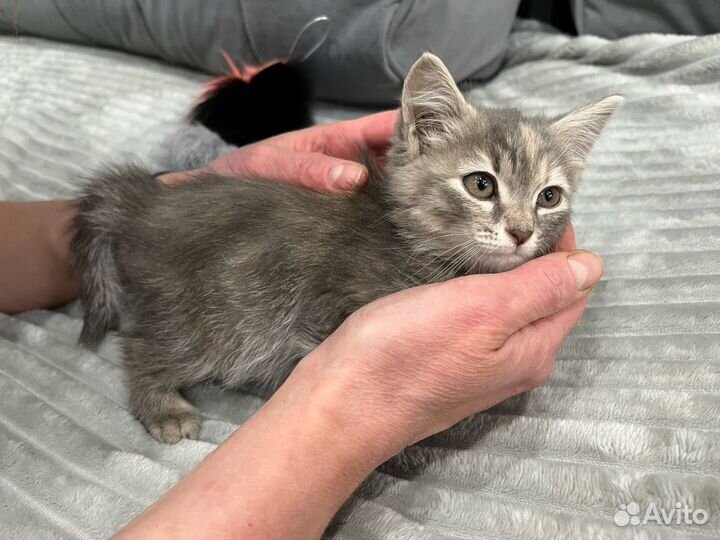 Котеночек Мика ищет дом