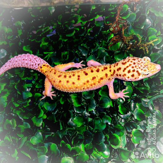 Геккон эублефар