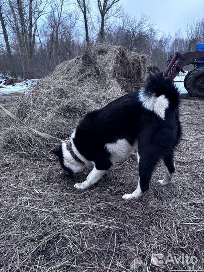Русско европейская лайка